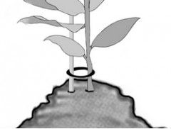 Fig 5