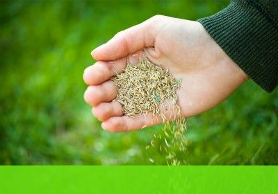 Como semear um relvado