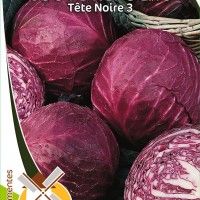 Couve Repolho Tete Noire Couve Repolho Tete Noire