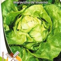 Alface Maravilha De Inverno Alface Maravilha De Inverno