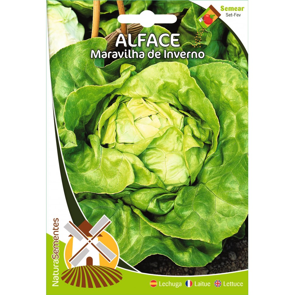 Alface Maravilha De Inverno