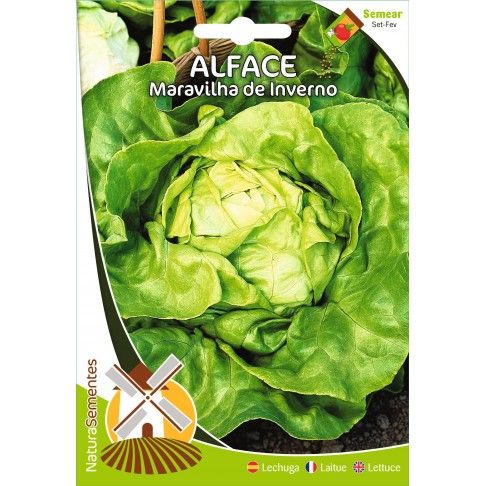 Alface Maravilha De Inverno Alface Maravilha De Inverno
