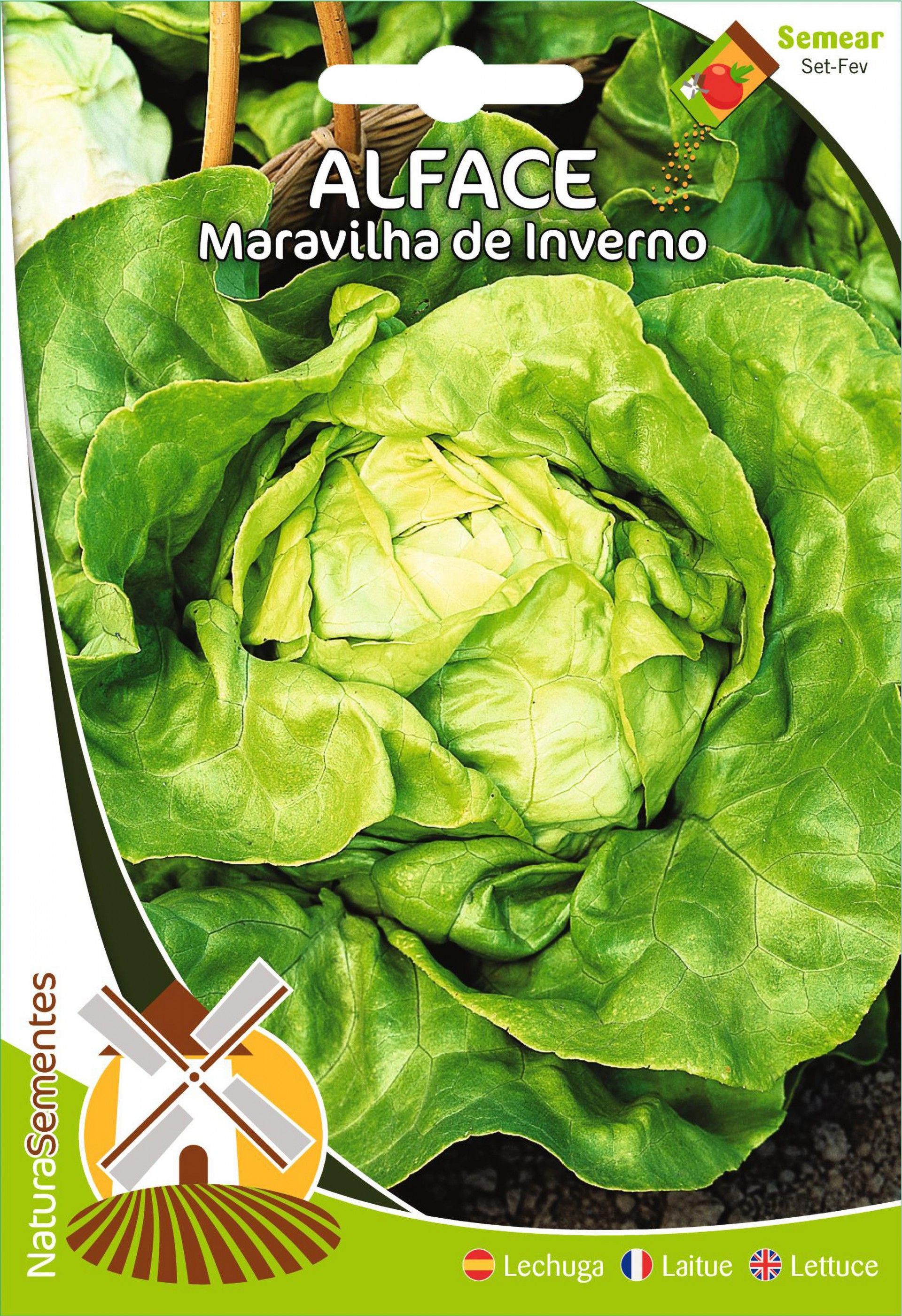 Alface Maravilha De Inverno