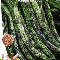 Feijão Trepar Vagem Riscada Prof Feijão Trepar Vagem Riscada Prof