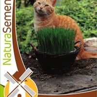 Erva De Gato Erva De Gato