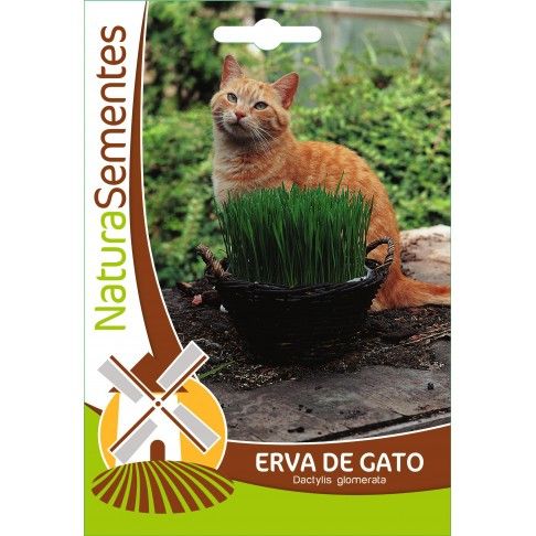 Erva De Gato Erva De Gato