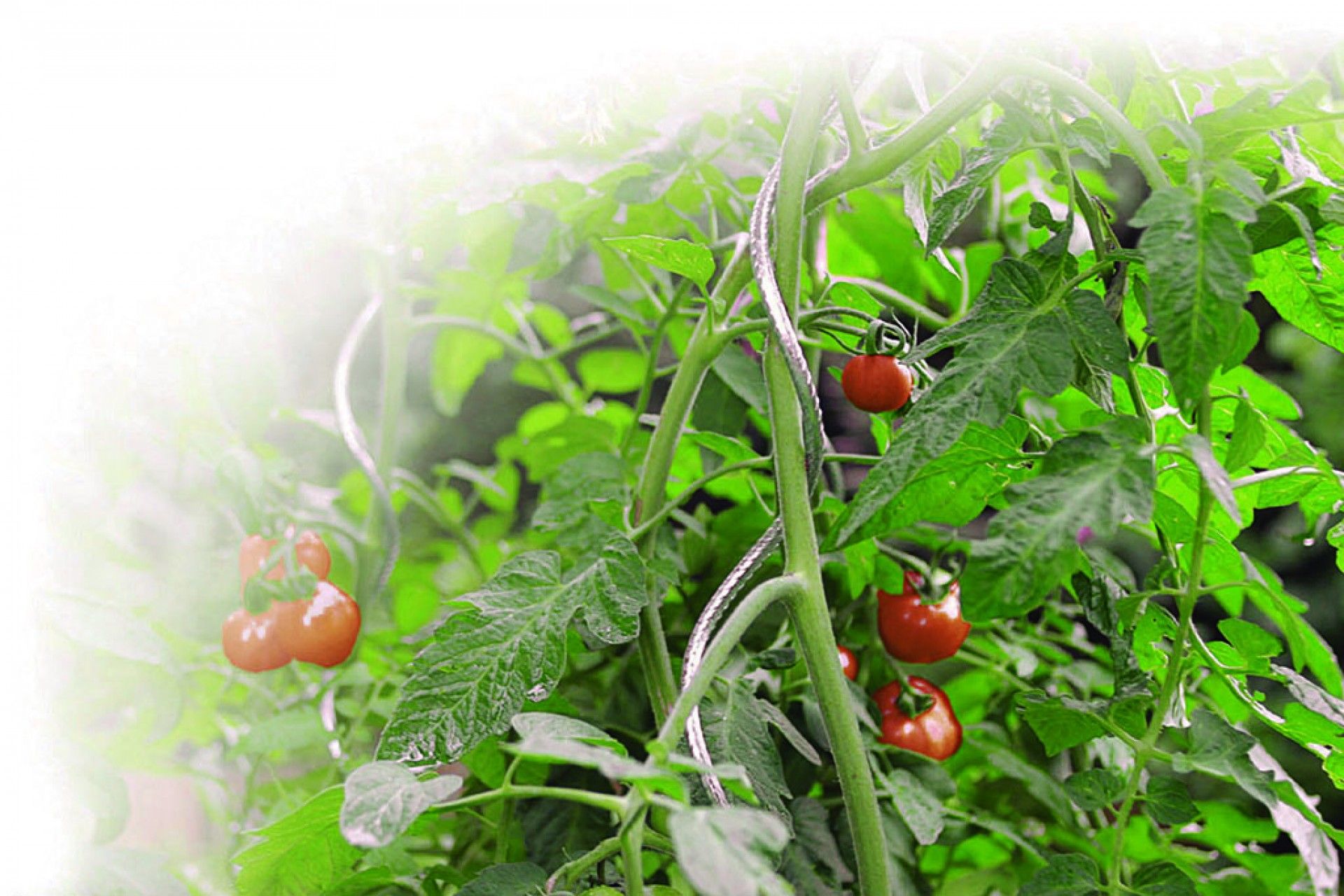 Tutor Tomate Espiral 180cm