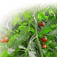 Tutor Tomate Espiral 180cm Tutor Tomate Espiral 180cm
