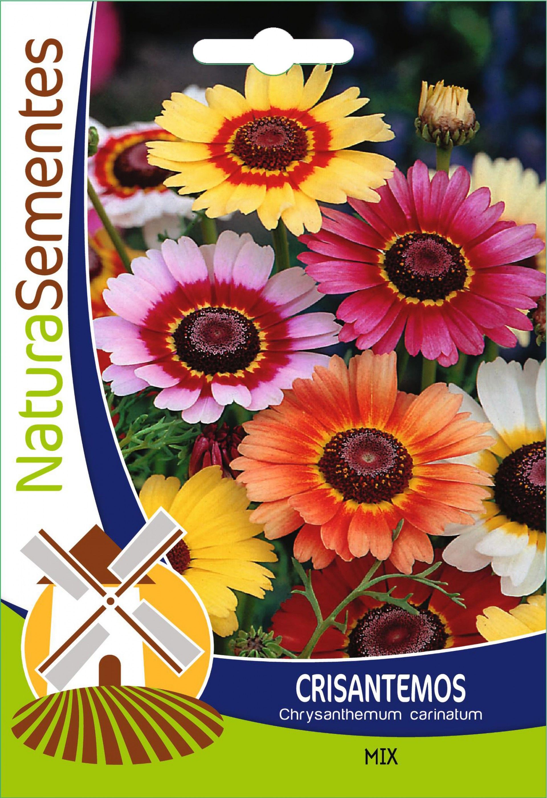 Crisantemos Mix