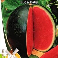 Melancia Sugar Baby Melancia Sugar Baby