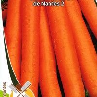 Cenoura Nantes 2 Cenoura Nantes 2