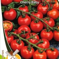 Tomate Cherry Baby Tomate Cherry Baby