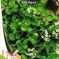 Agrião De Água Agrião De Água
