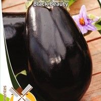 Beringela Black Beauty Beringela Black Beauty