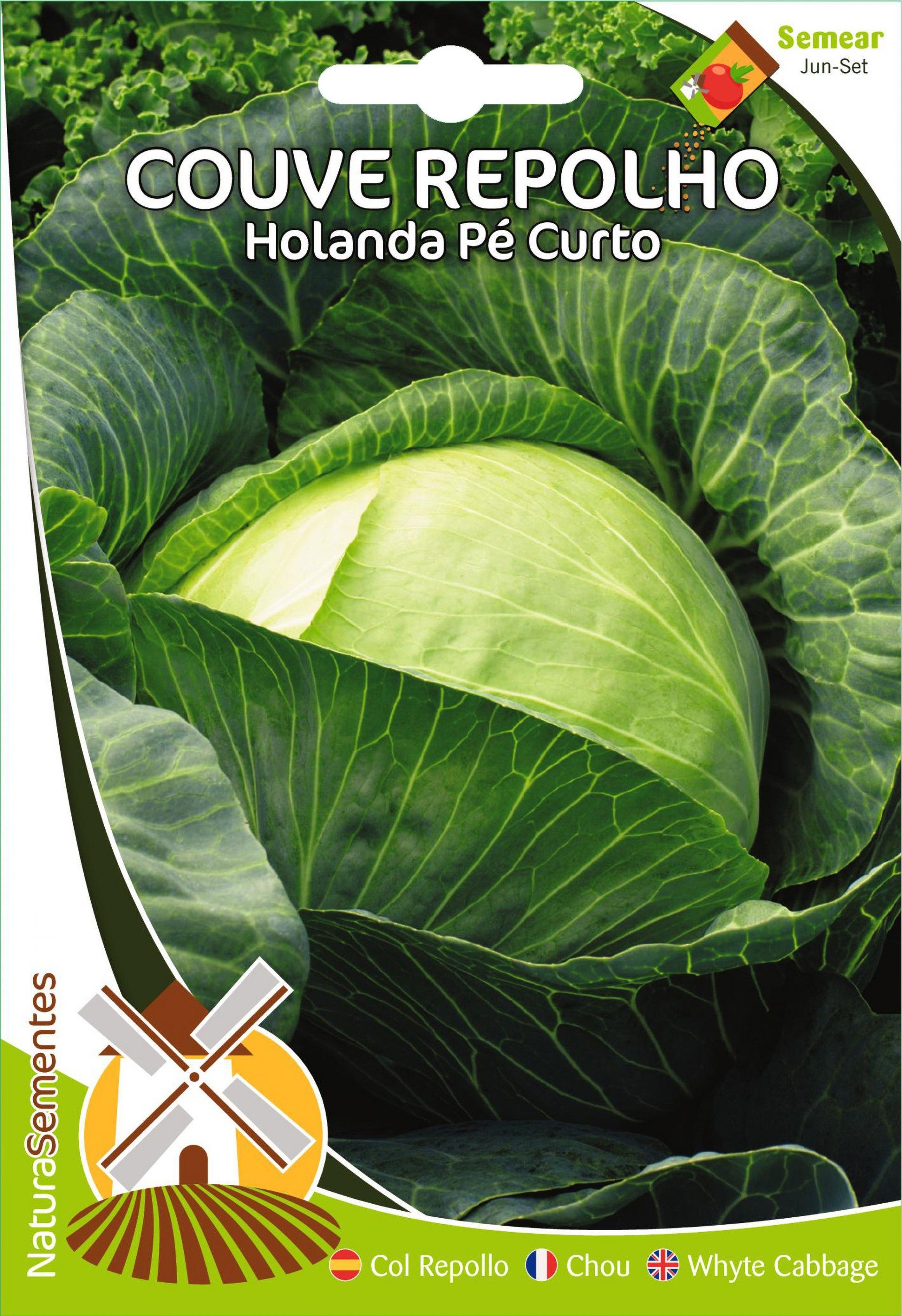 Couve Repolho Holanda Pé Curto