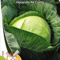Couve Repolho Holanda Pé Curto Couve Repolho Holanda Pé Curto