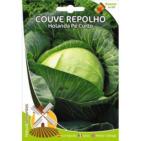 Couve Repolho Holanda Pé Curto Couve Repolho Holanda Pé Curto