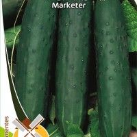Pepino Marketer
