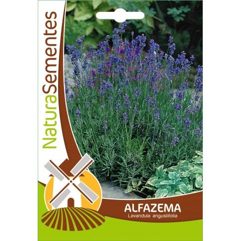 Alfazema