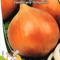 Cebola Valenciana Temporã Cebola Valenciana Temporã