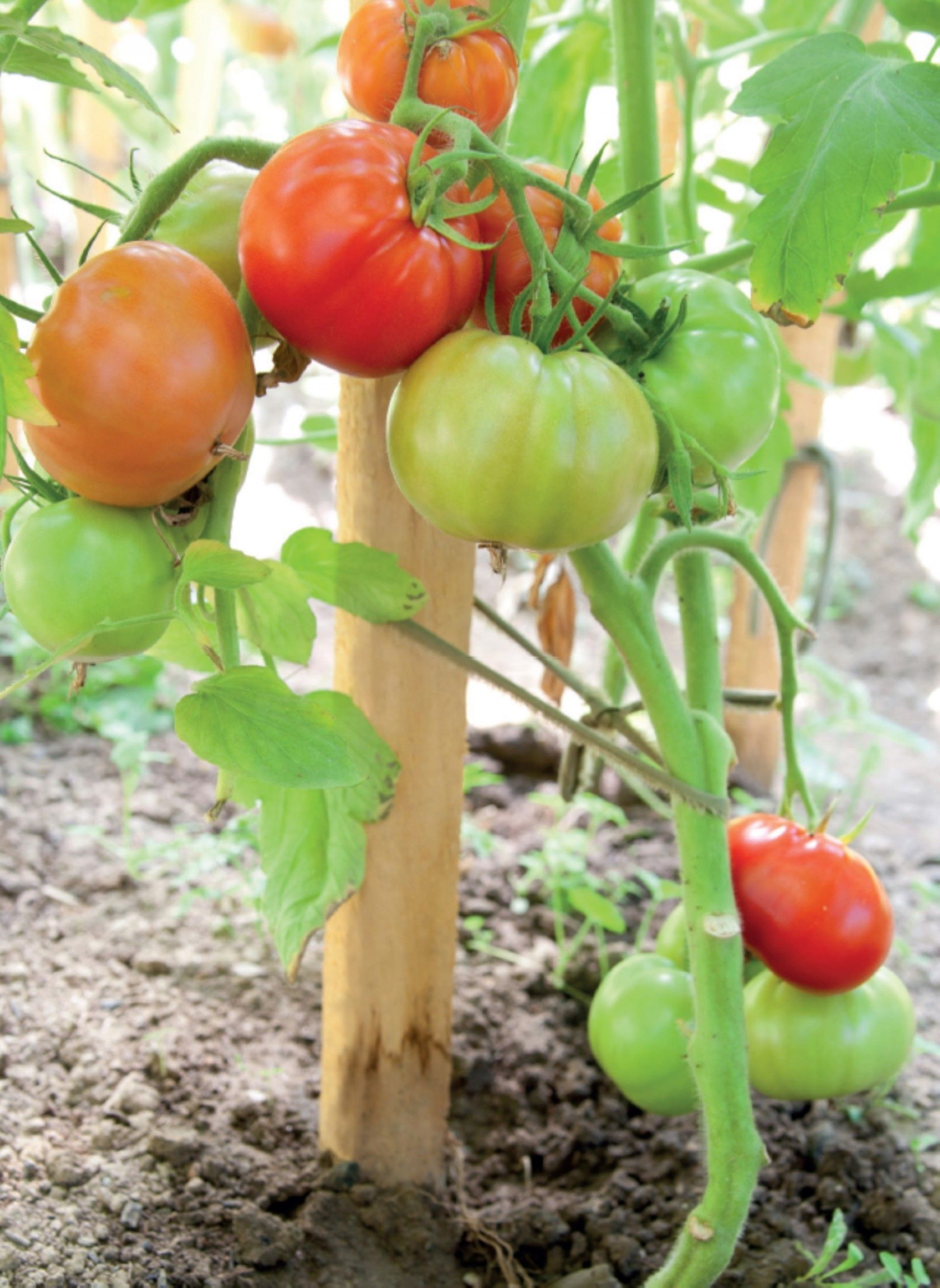 Poste Redondo 6x200cm