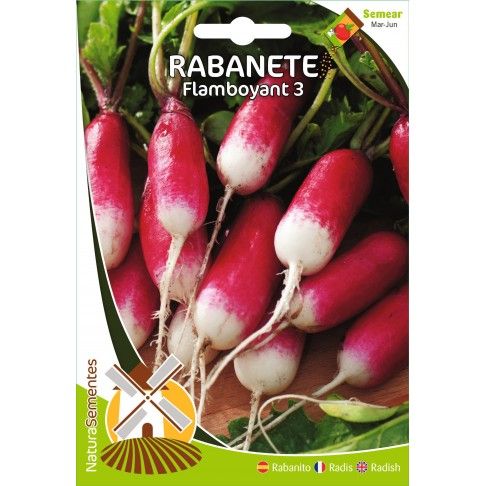 Rabanete Flamboyant Rabanete Flamboyant