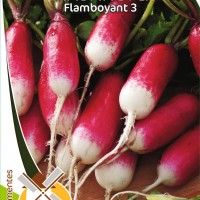 Rabanete Flamboyant Rabanete Flamboyant