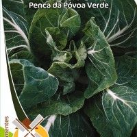 Couve Penca Da Póvoa Verde Couve Penca Da Póvoa Verde
