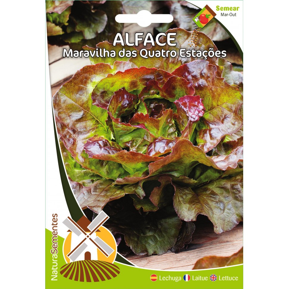Alface Maravilha Quatro Esta��es