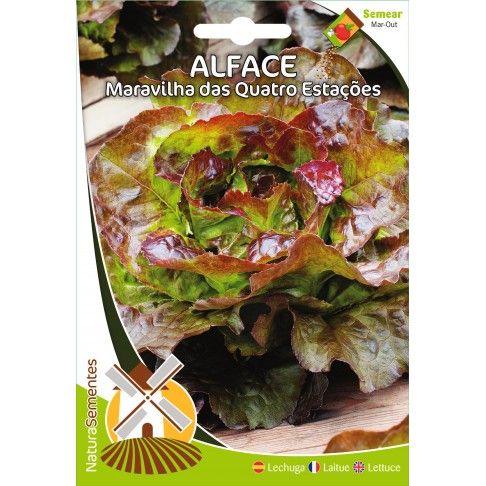 Alface Maravilha Quatro Estações Alface Maravilha Quatro Estações