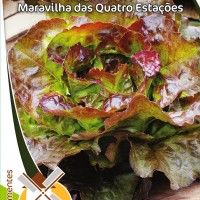 Alface Maravilha Quatro Estações Alface Maravilha Quatro Estações