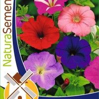 Petunia Pendula Mix Petunia Pendula Mix