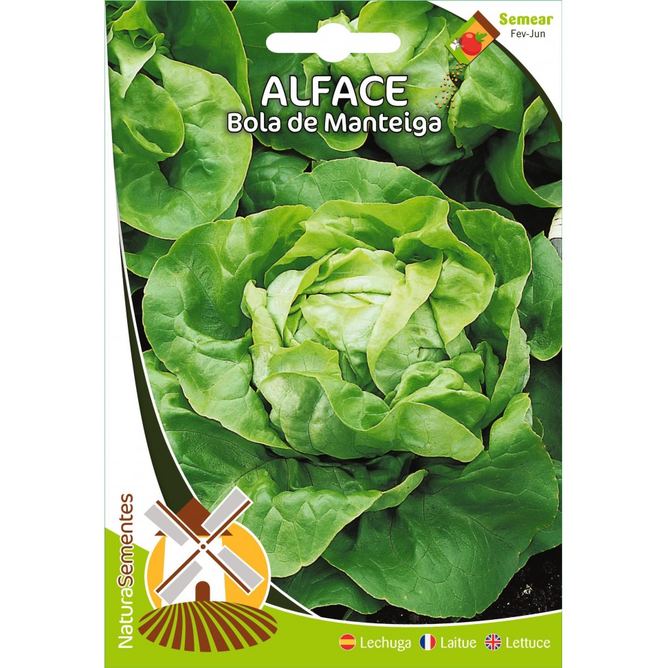 Alface Bola De Manteiga
