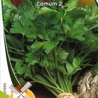 Salsa Comum 2 Salsa Comum 2