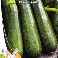 Courgete Black Beauty Courgete Black Beauty