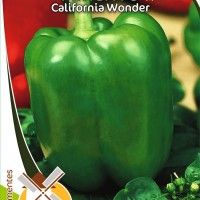 Pimento Califórnia Wonder Pimento Califórnia Wonder
