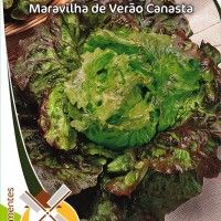 Alface Maravilha De Verão Canasta Alface Maravilha De Verão Canasta
