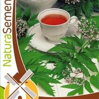 Valeriana Valeriana