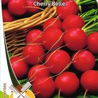 Rabanete Cherry Belle Rabanete Cherry Belle
