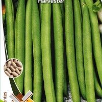 Feijão Rasteiro Harvester Prof Feijão Rasteiro Harvester Prof