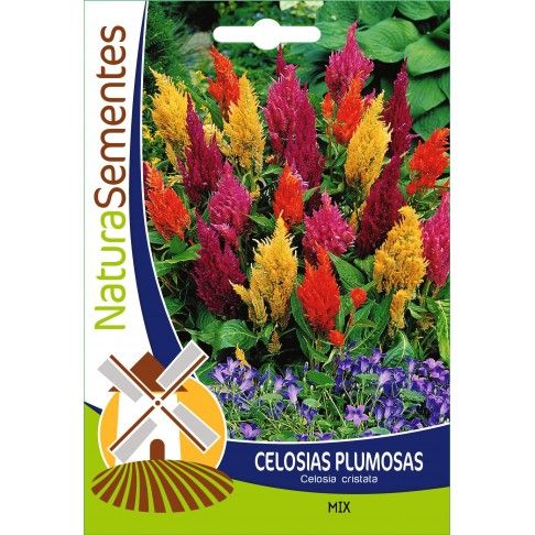 Celosias Plumosas Mix Celosias Plumosas Mix