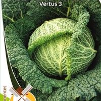 Couve Lombarda Vertus 3 Couve Lombarda Vertus 3