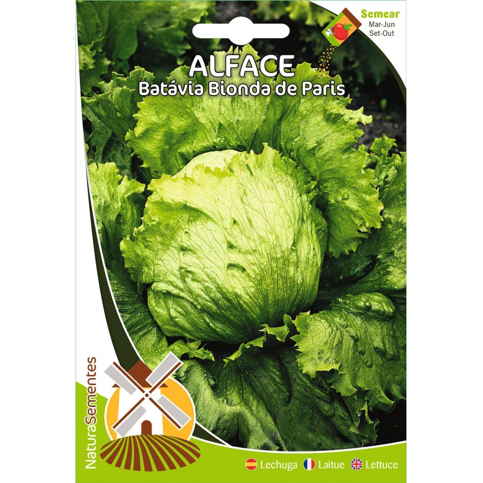 Alface Bat�via Bionda De Paris