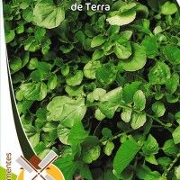 Agrião De Terra Agrião De Terra