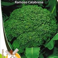 Couve Brócolo Ramoso Calabrese Couve Brócolo Ramoso Calabrese