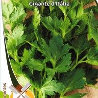 Salsa Gigante D Italia Salsa Gigante D Italia