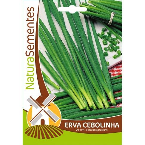 Erva Cebolinha Erva Cebolinha