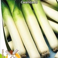 Alho Francês Carentan 3 Alho Francês Carentan 3