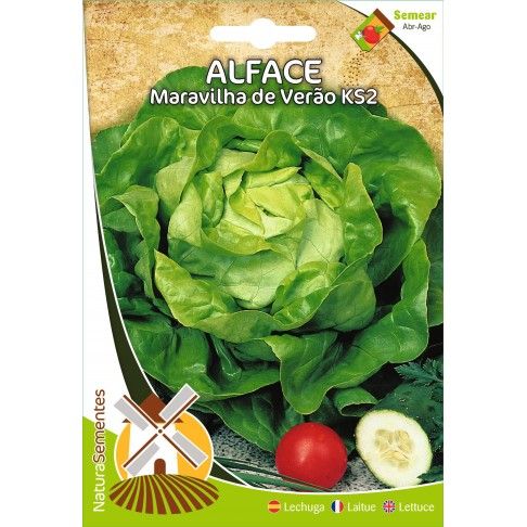 Alface Maravilha De Verão Ks2 Alface Maravilha De Verão Ks2