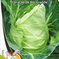 Couve Repolho Coração De Boi Grande Couve Repolho Coração De Boi Grande
